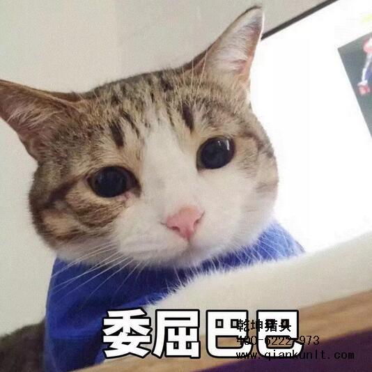 猎头公司